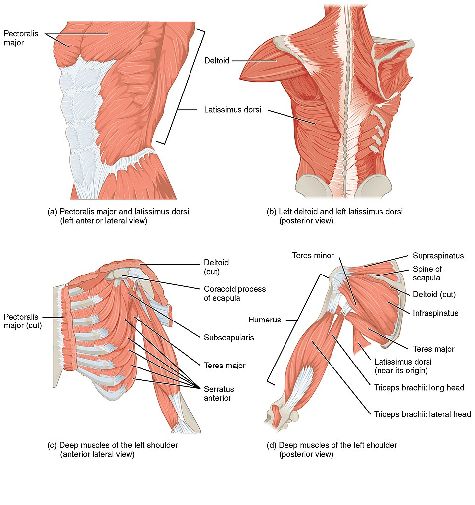 File:1119 Muscles that Move the Humerus.jpg