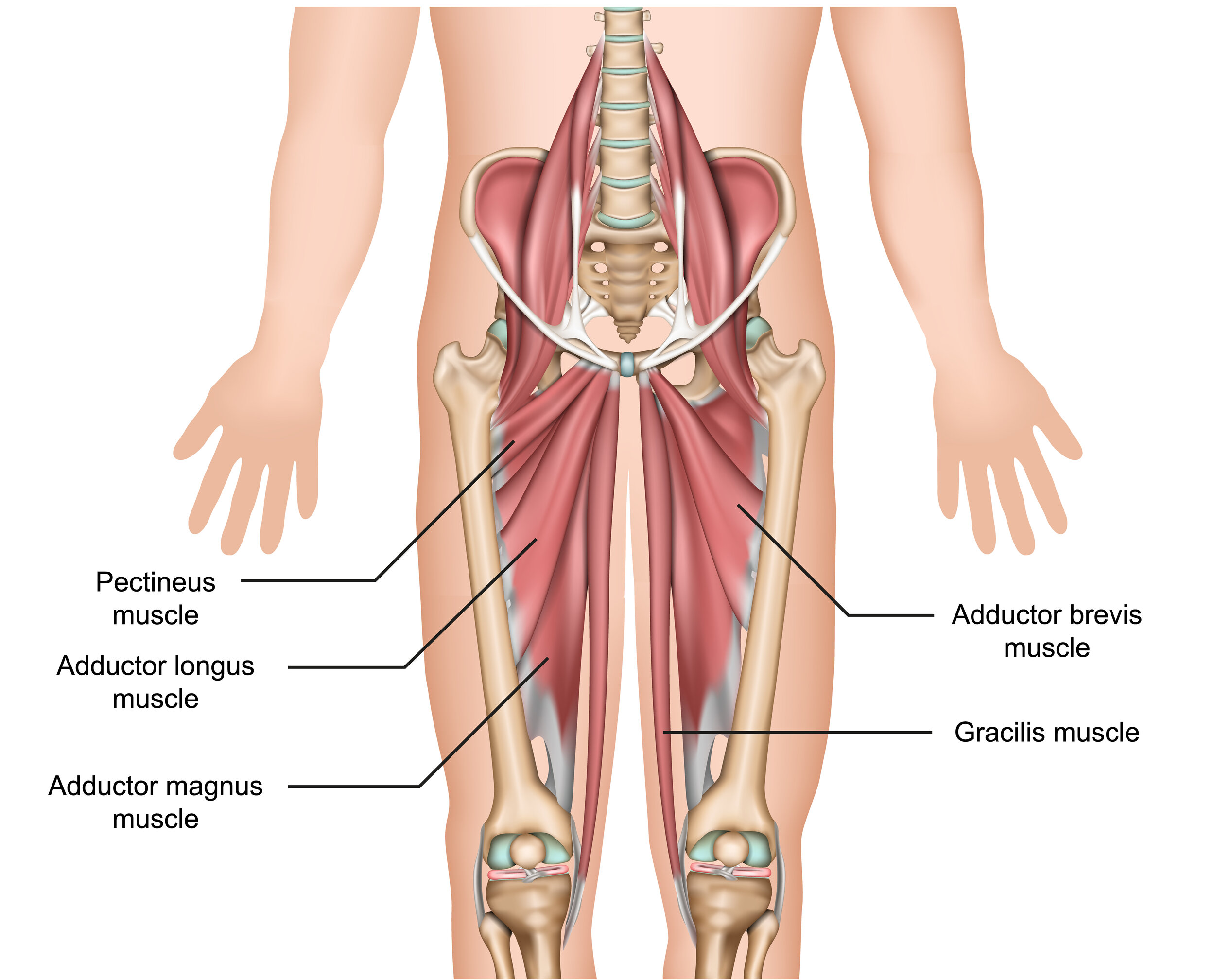 adductor anatomy.jpg