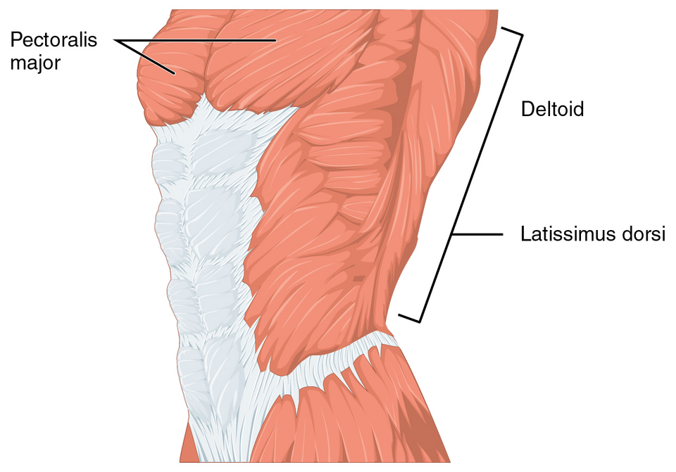 File:1119 Muscles that Move the Humerus a.png