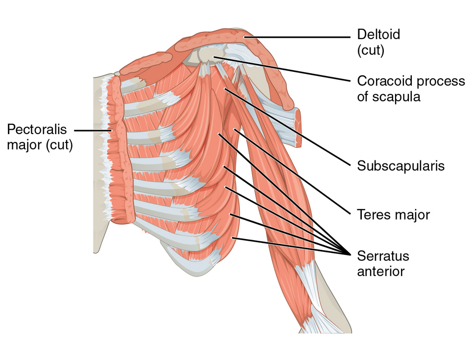 File:1119 Muscles that Move the Humerus c.png