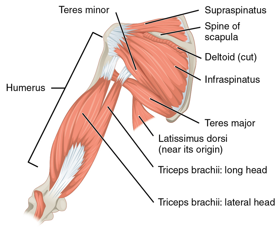 File:1119 Muscles that Move the Humerus d.png